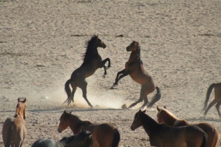 Namibië, Aus (2007)